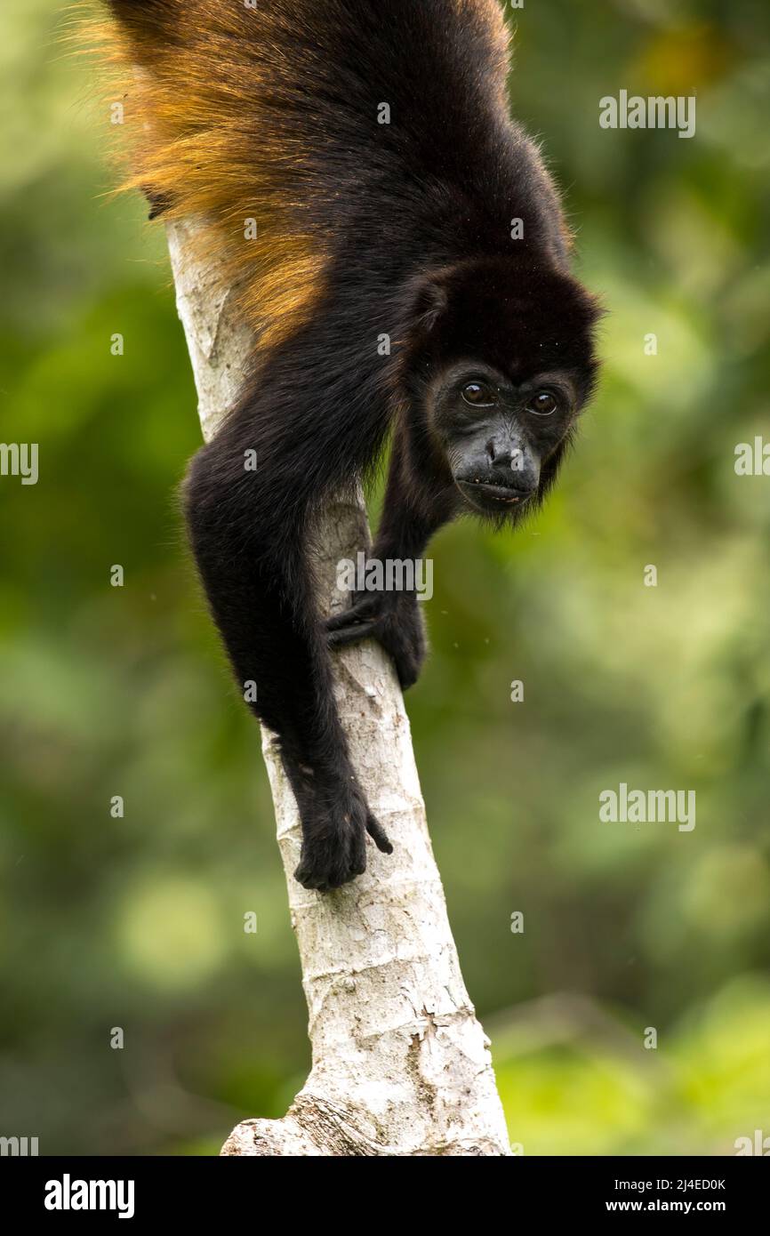 Mantled Howler Monkey,Alouatta Palliata In Costa Rica Stock Photo - Alamy