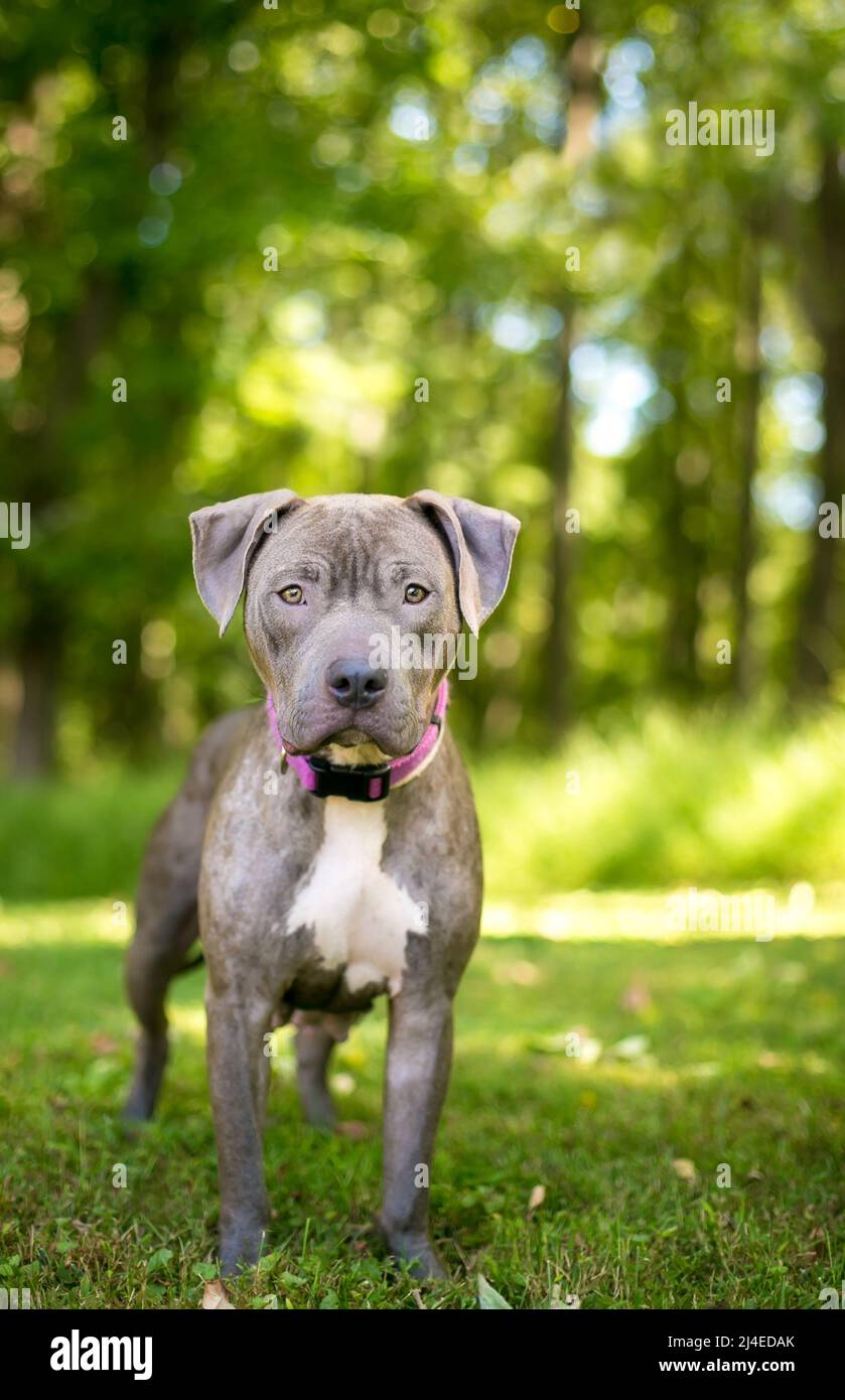 A Pit Bull Terrier mixed breed dog wearing a purple collar and looking at the camera Stock Photo