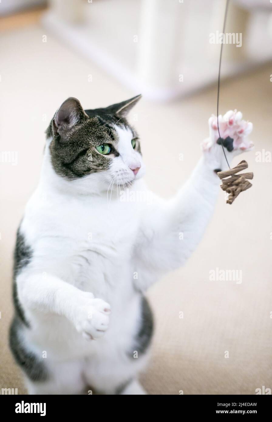 A tabby and white shorthair cat with green eyes playing with a toy Stock Photo