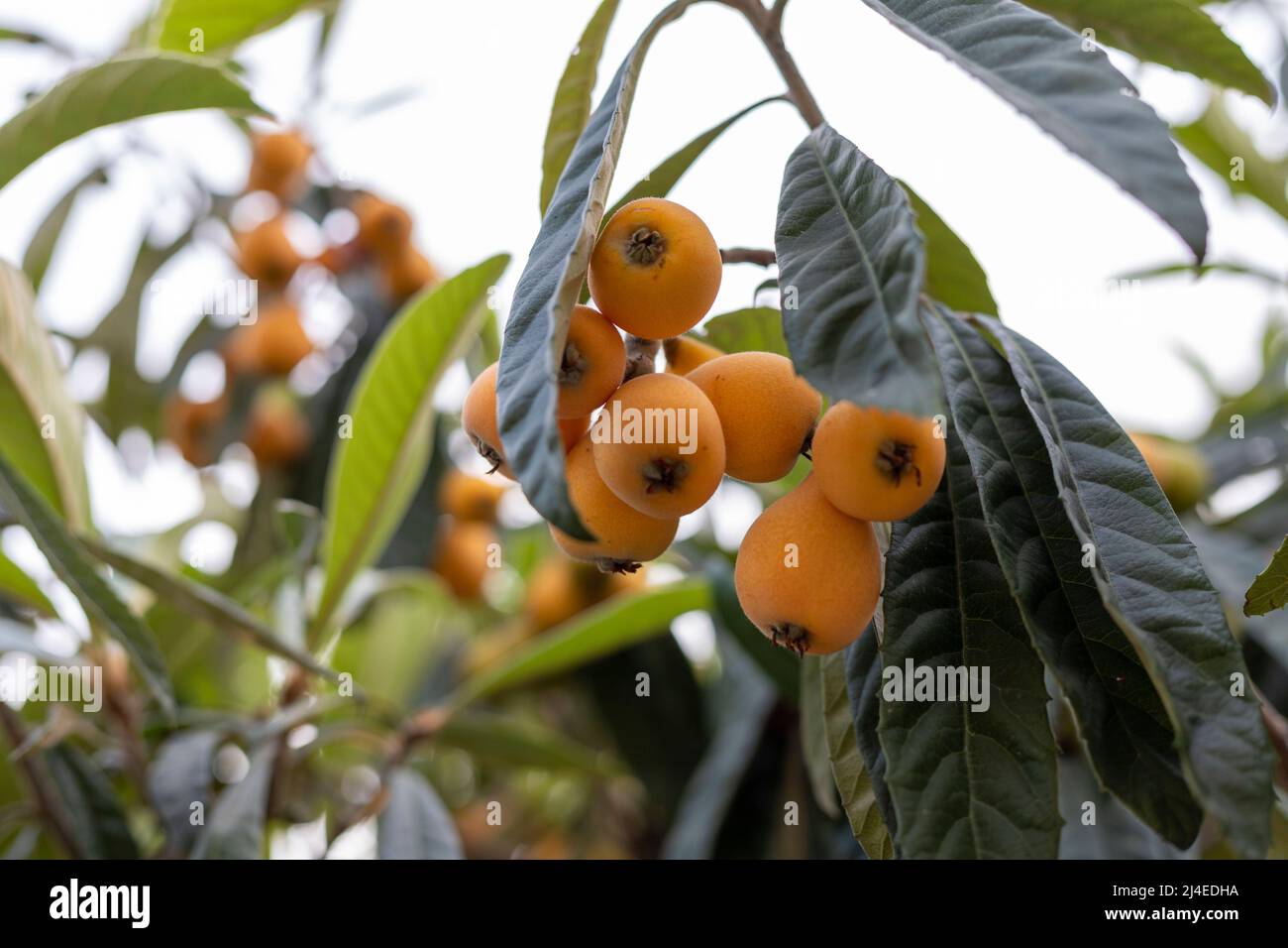 Loquat fruit and leaves in a tree Stock Photo