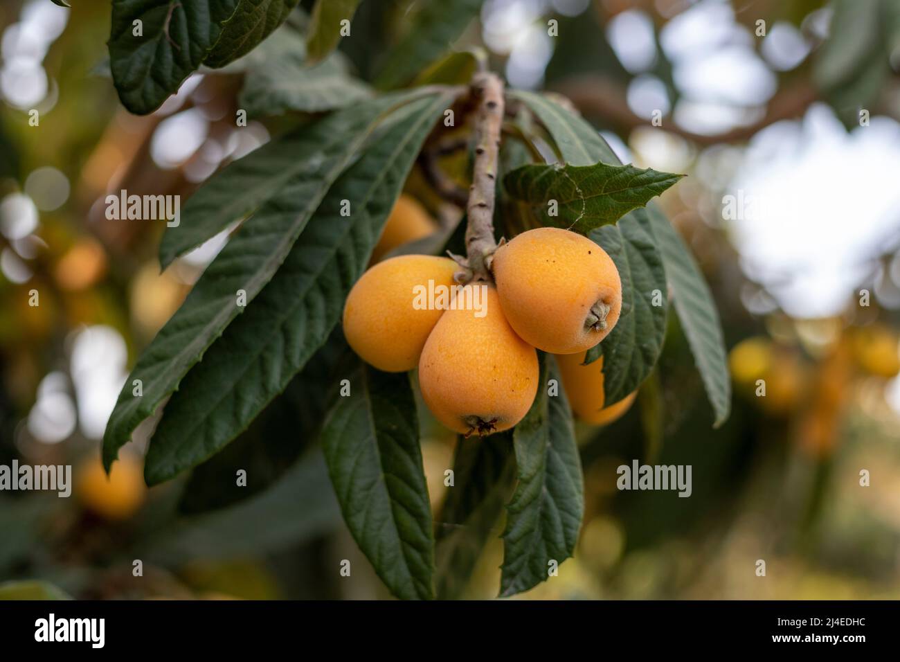 Yellow fresh Loquat fruit in a tree Stock Photo