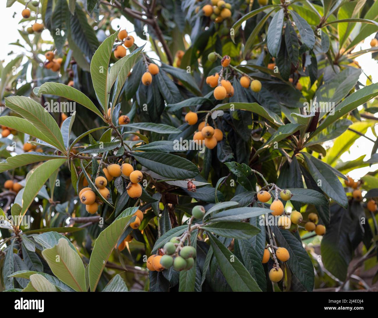 Fresh Loquat fruit in the tree Stock Photo