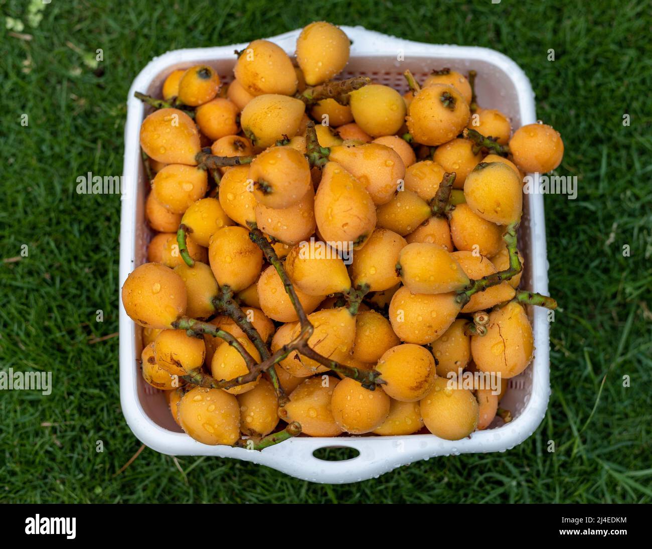 Picking Loquat homegrown fruit from a tree Stock Photo