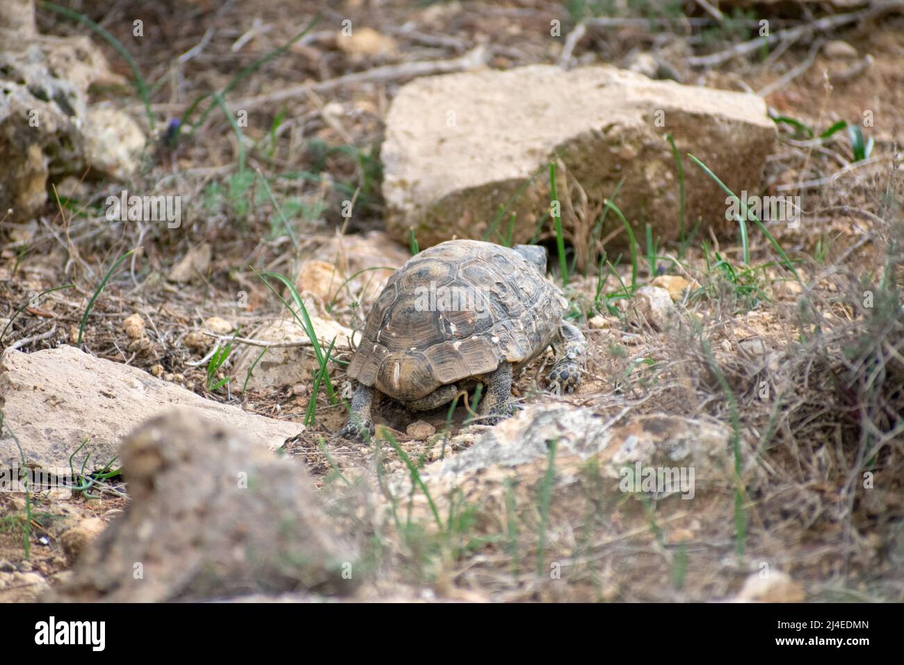 Greek Tortoise (Testudo graeca Stock Photo - Alamy