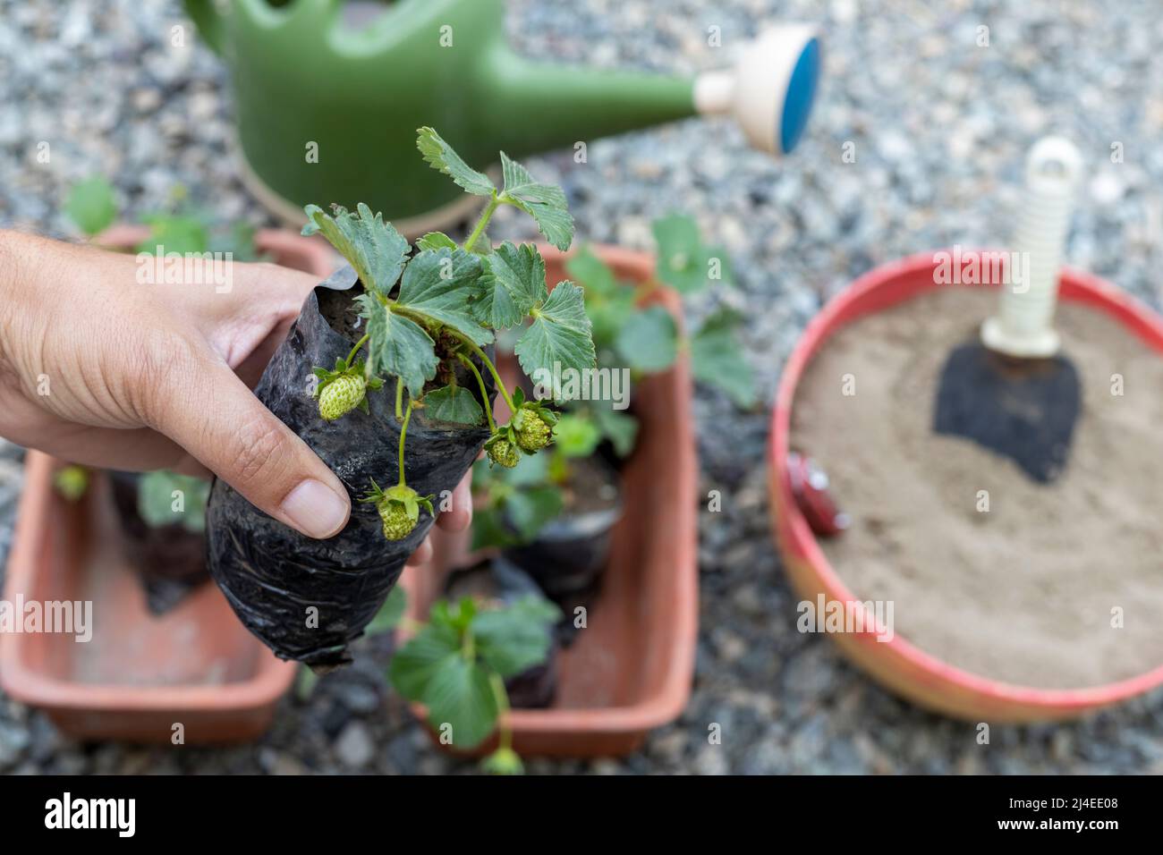 Planting a strawberry plants closeup view Stock Photo - Alamy