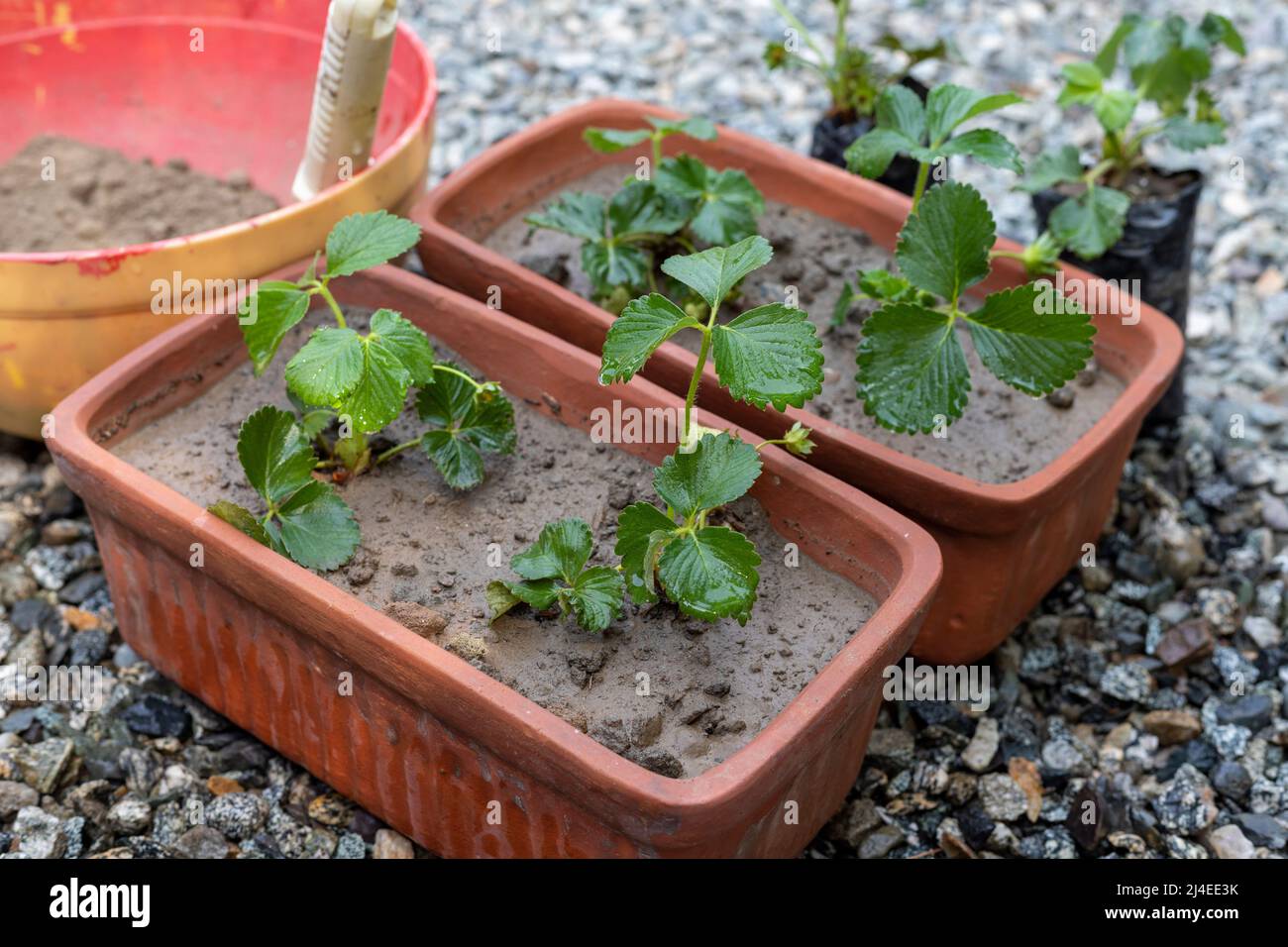Strawberry plants growing in the pots Stock Photo - Alamy