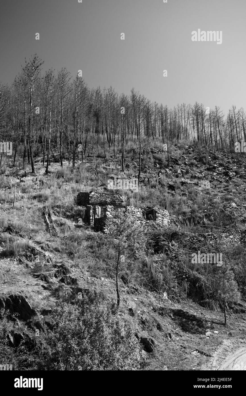 Europe, Portugal, District of Coimbra, 'The Goat Shed' Ruins (near Colmeal) below scorched Pine Trees on Hillside after the devastating fires of 2017 Stock Photo