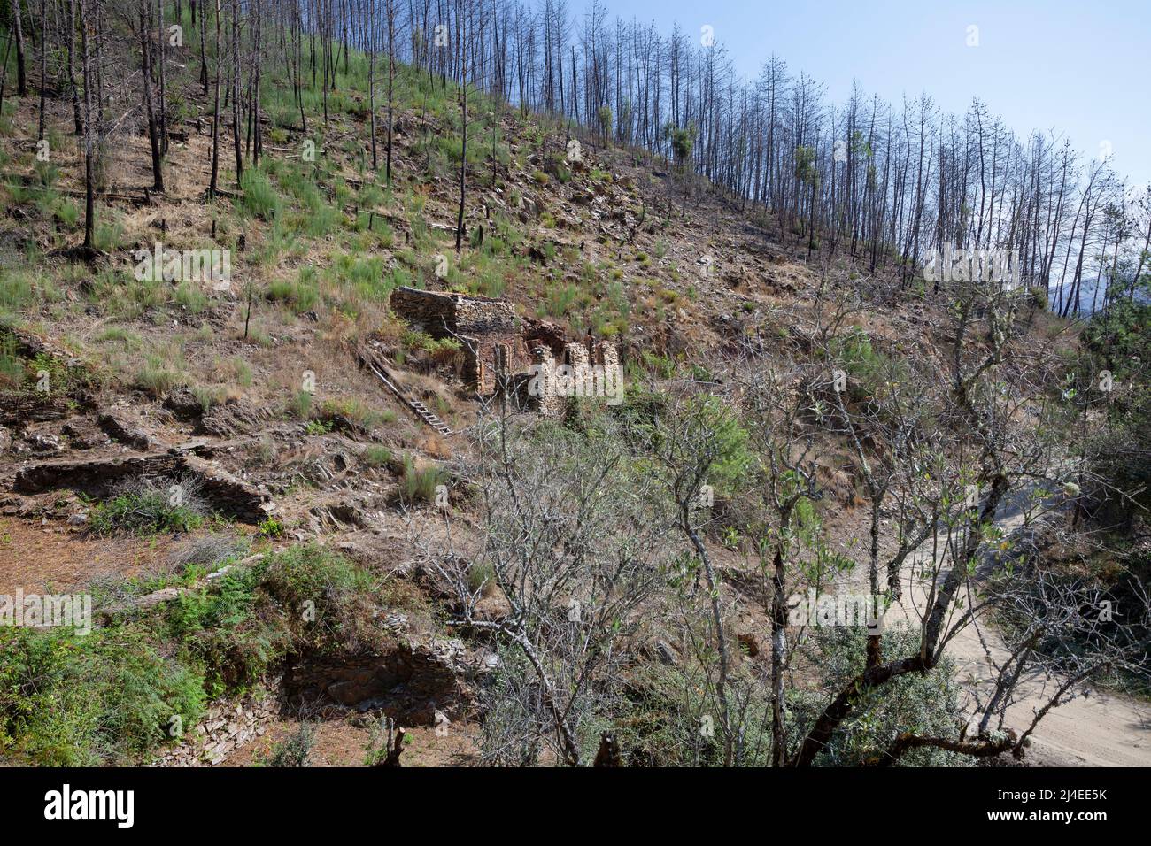 Europe, Portugal, District of Coimbra,Near Góis, 'The Goatshed' Ruins (near Colmeal) below scorched Pine Trees on Hillside after the devastating fires Stock Photo