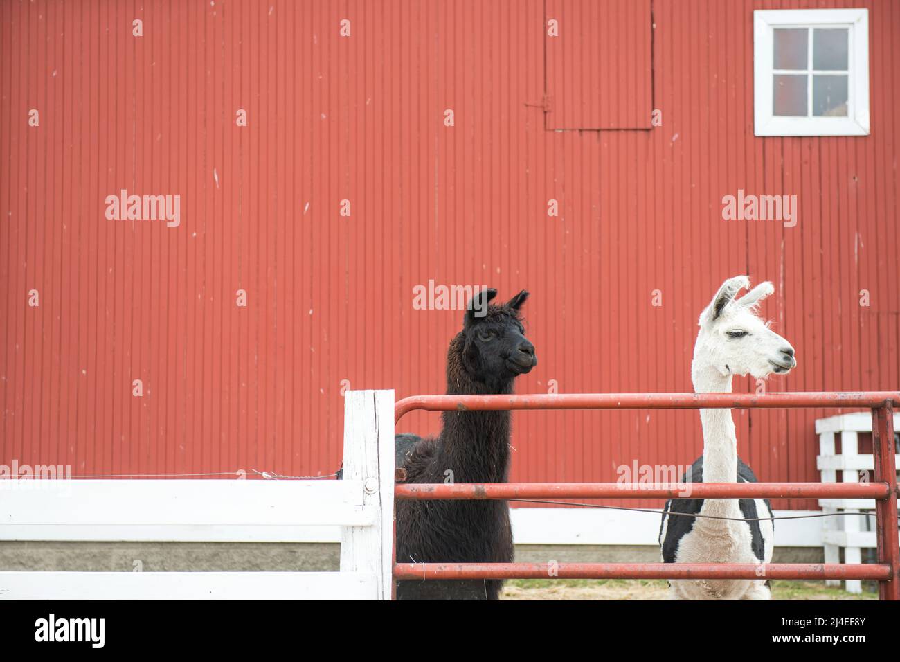 Two llamas against an orange barn, black and white alpacas outside on a farm Stock Photo
