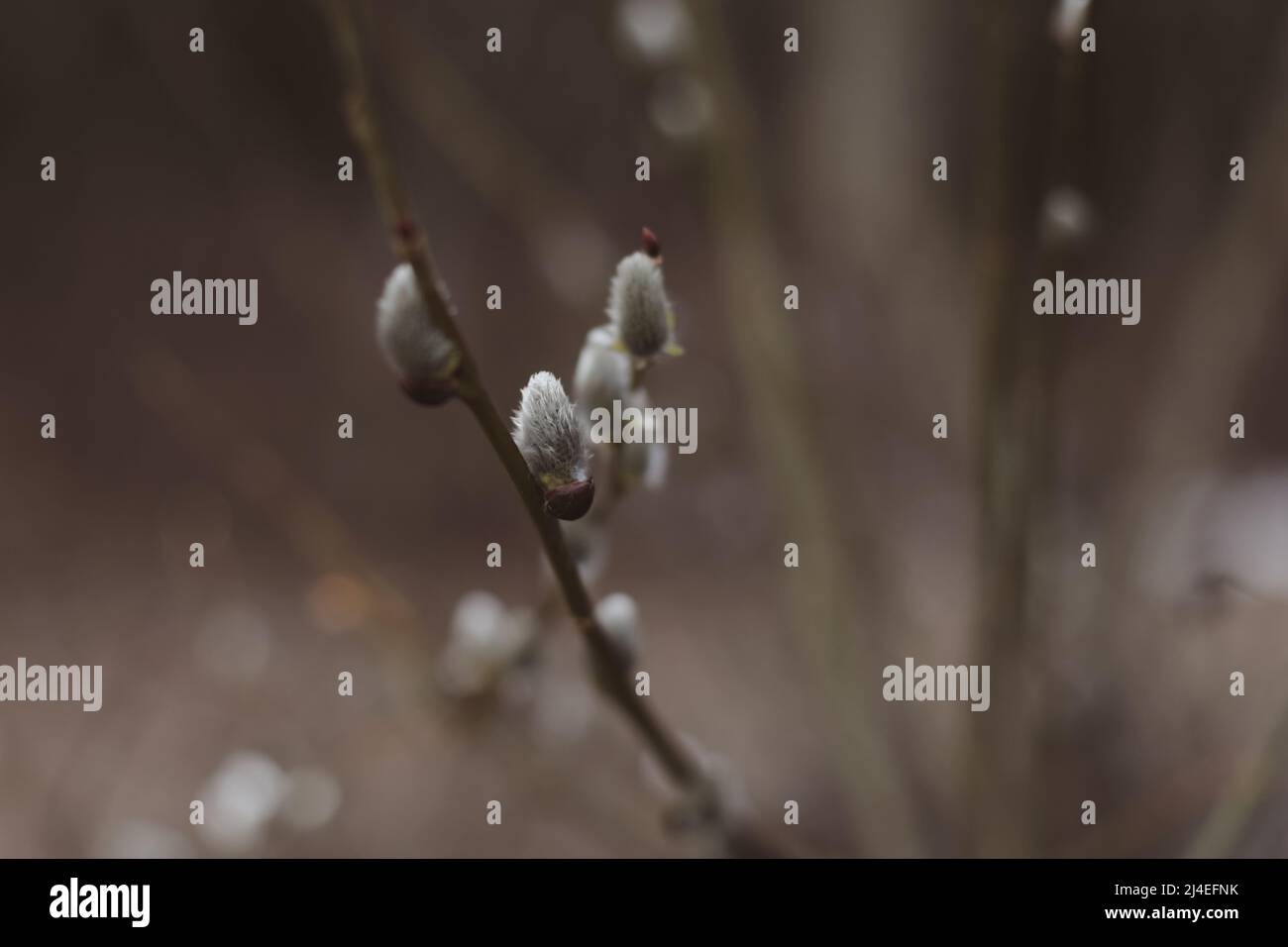 Branches with catkins. Willow blossom. Spring background. Close-up, selective focus Stock Photo