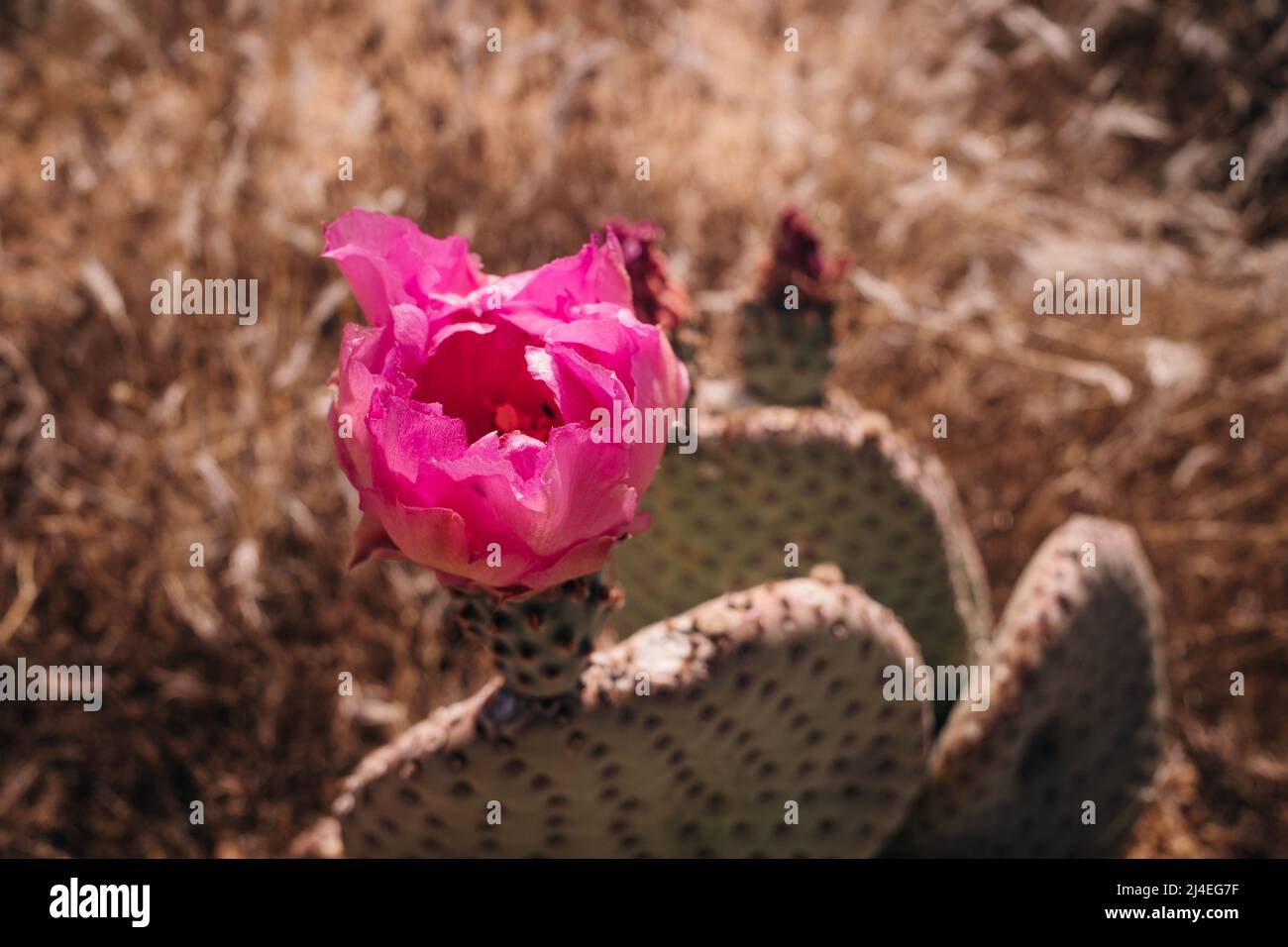Cactus flower in bloom in Joshua Tree National Park, southern California. High quality photo Stock Photo