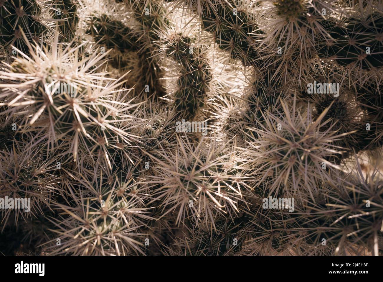 Cactus flower in bloom in Joshua Tree National Park, southern California. High quality photo Stock Photo
