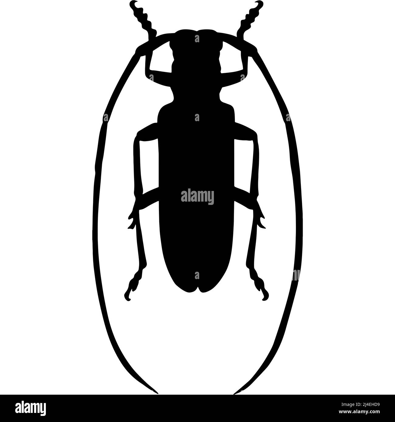 Black illustration of a tropical beetle. The insect is a pest of forests and gardens. Drawing for tattoo Stock Photo