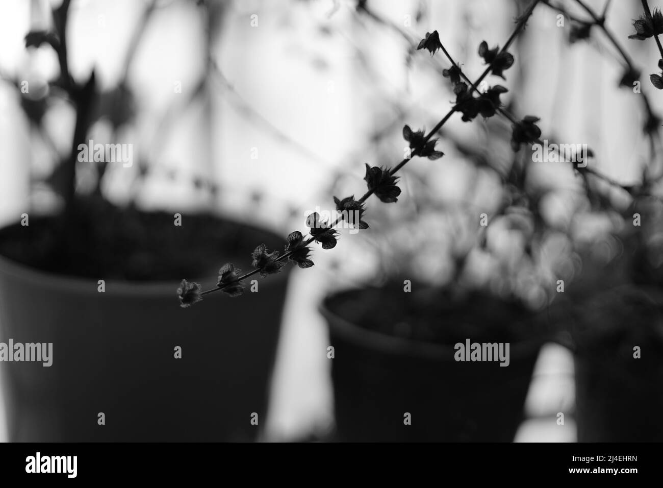 Black and white home plant close up Stock Photo - Alamy