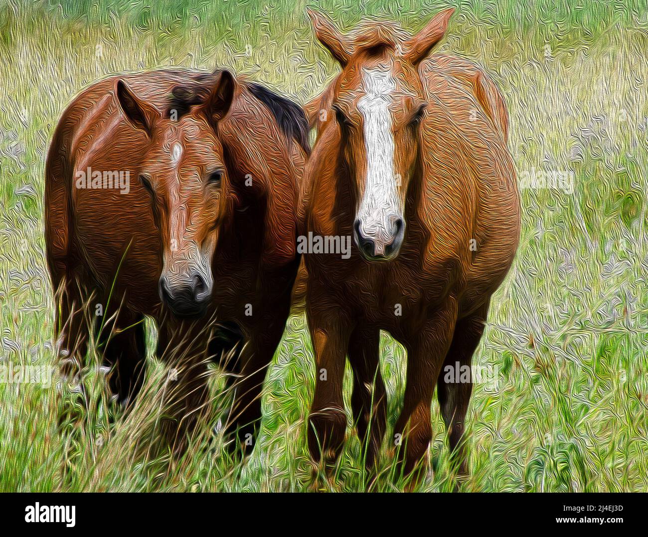 A pair of horses in the meadow. Oil painting imitation Stock Photo