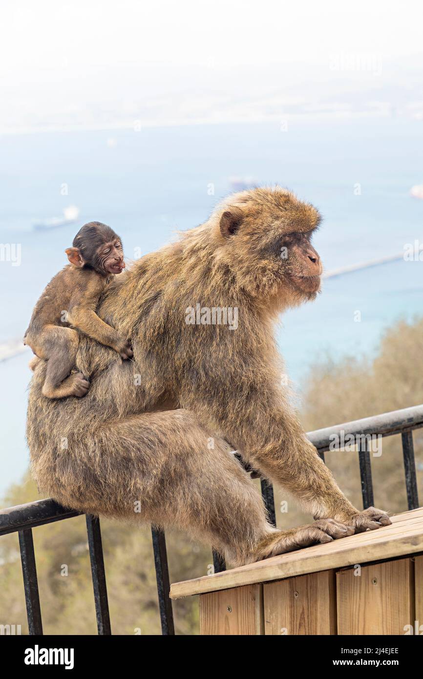 Barbary macaque with young, Macaca sylvanus, Gibraltar Stock Photo