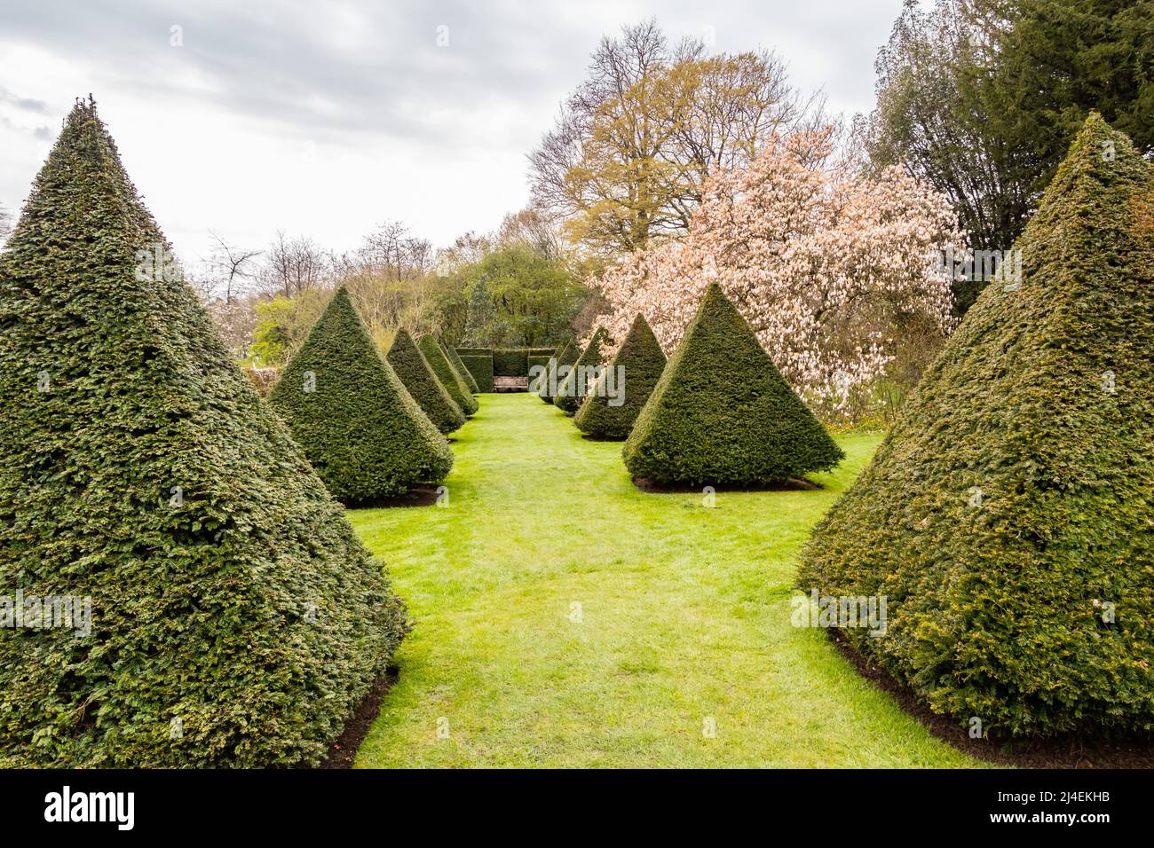 yew pyramids topiary in walled garden sizergh castle cumbria Stock Photo