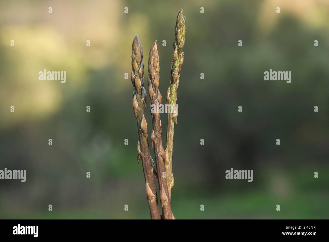 Isolated wild italian asparagus over natural blurred backgorund,genuine raw healthy food Stock Photo