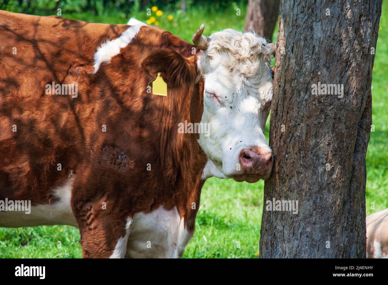Brown cow in alpine valley Stock Photo - Alamy