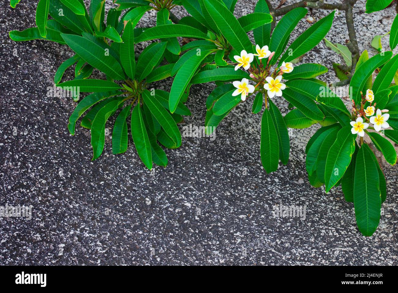 Branches with tropical frangipani flowers and green leaves on a dark asphalt background, copy space. Travel and tourism. Stock Photo
