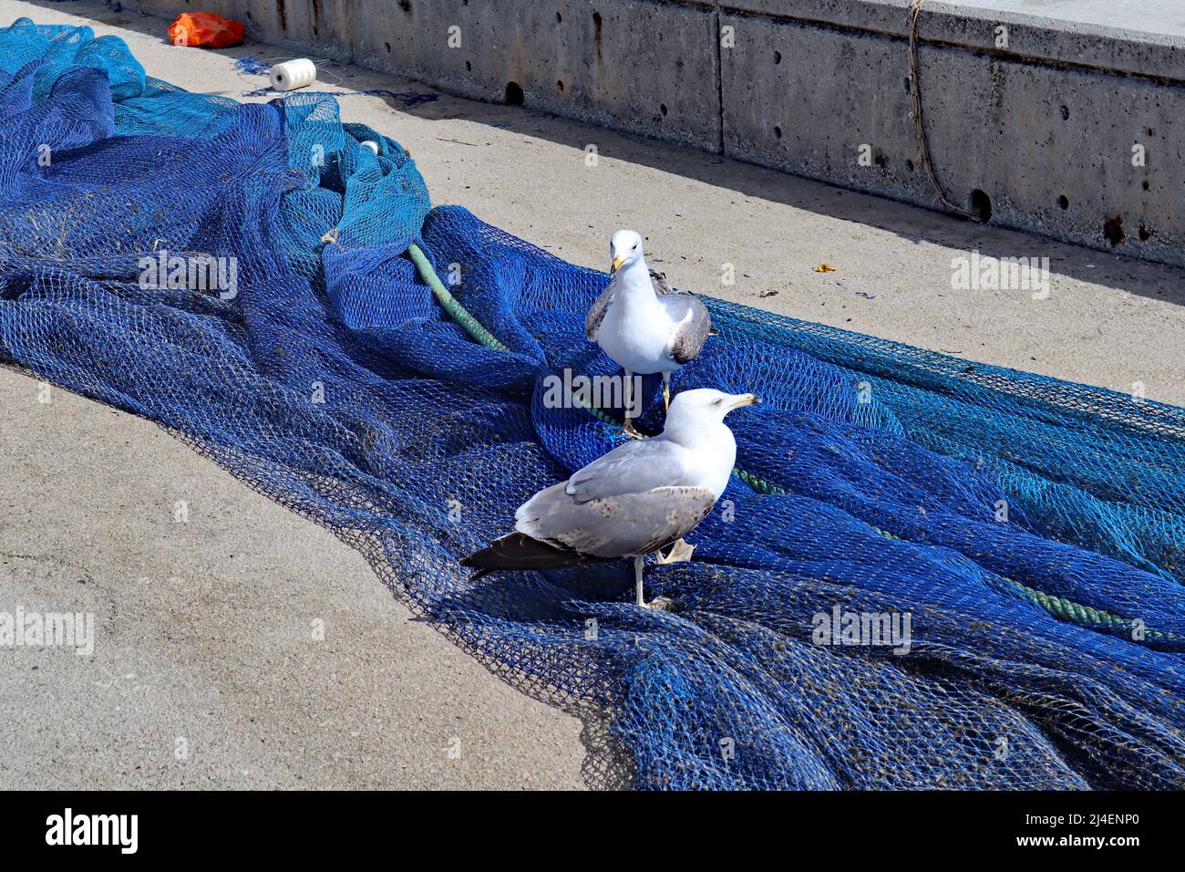 Seagulls perched on fishing nets drying at the edge of the beach in