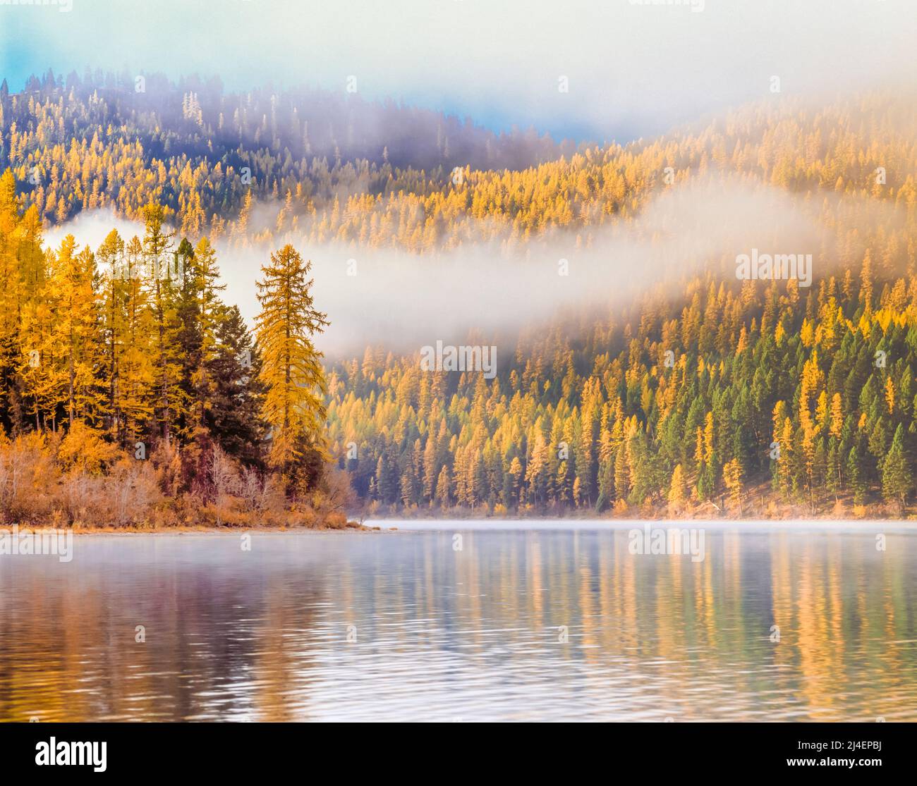 autumn larch and fog above salmon lake in the clearwater valley near seeley lake, montana Stock Photo