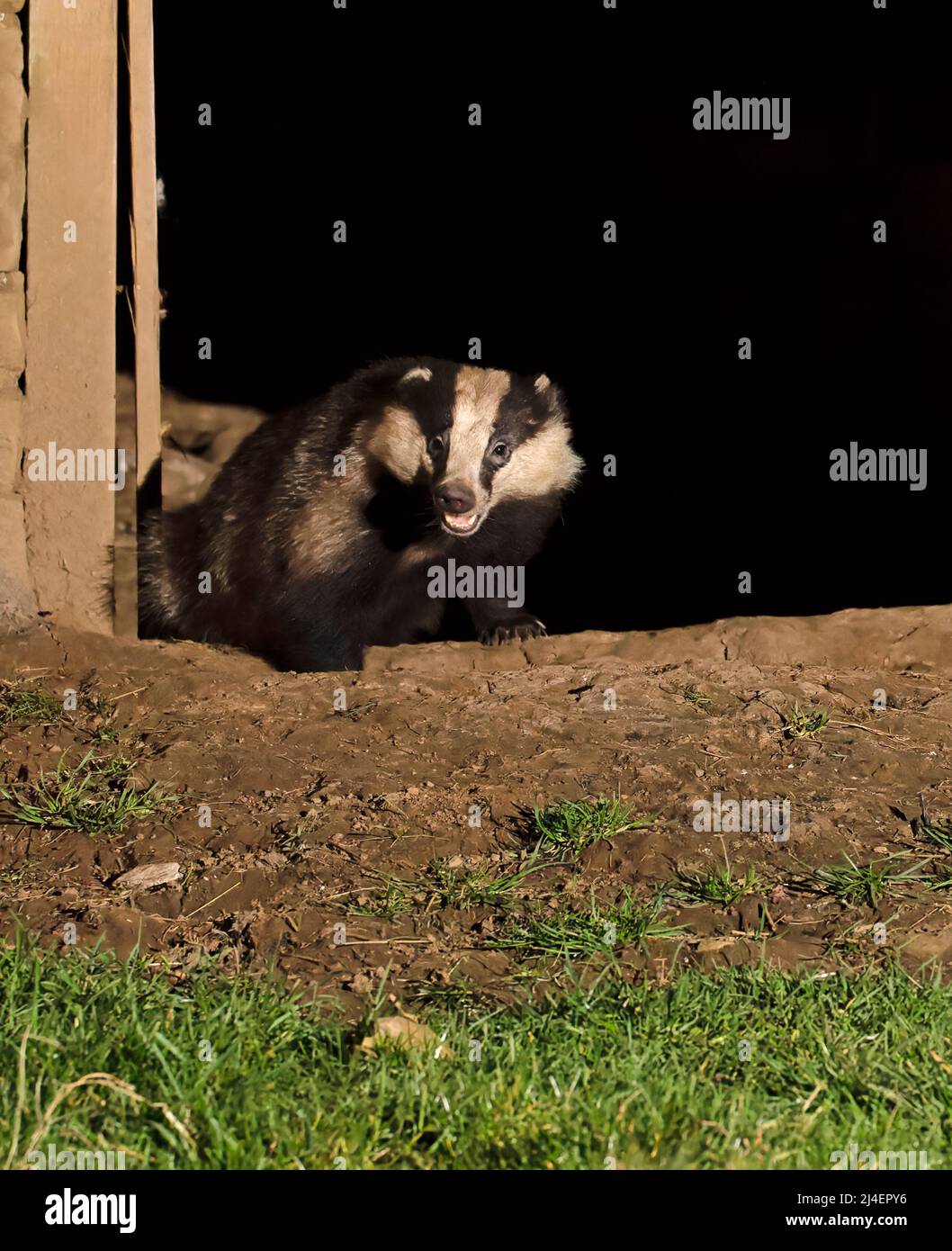 European Badger, Meles meles. A badger family, cete, has a nest, sett, inside an abandoned barn in Wensleydale, Yorkshire Dales National Park. Stock Photo