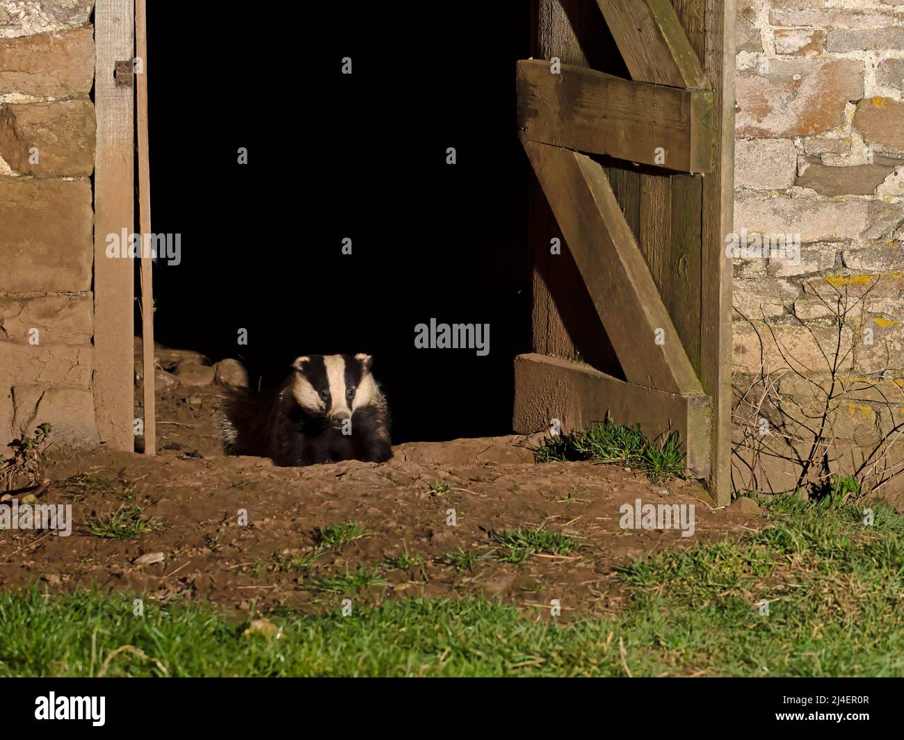 European Badger, Meles meles. A badger family, cete, has a nest, sett, inside an abandoned barn in Wensleydale, Yorkshire Dales National Park. Stock Photo