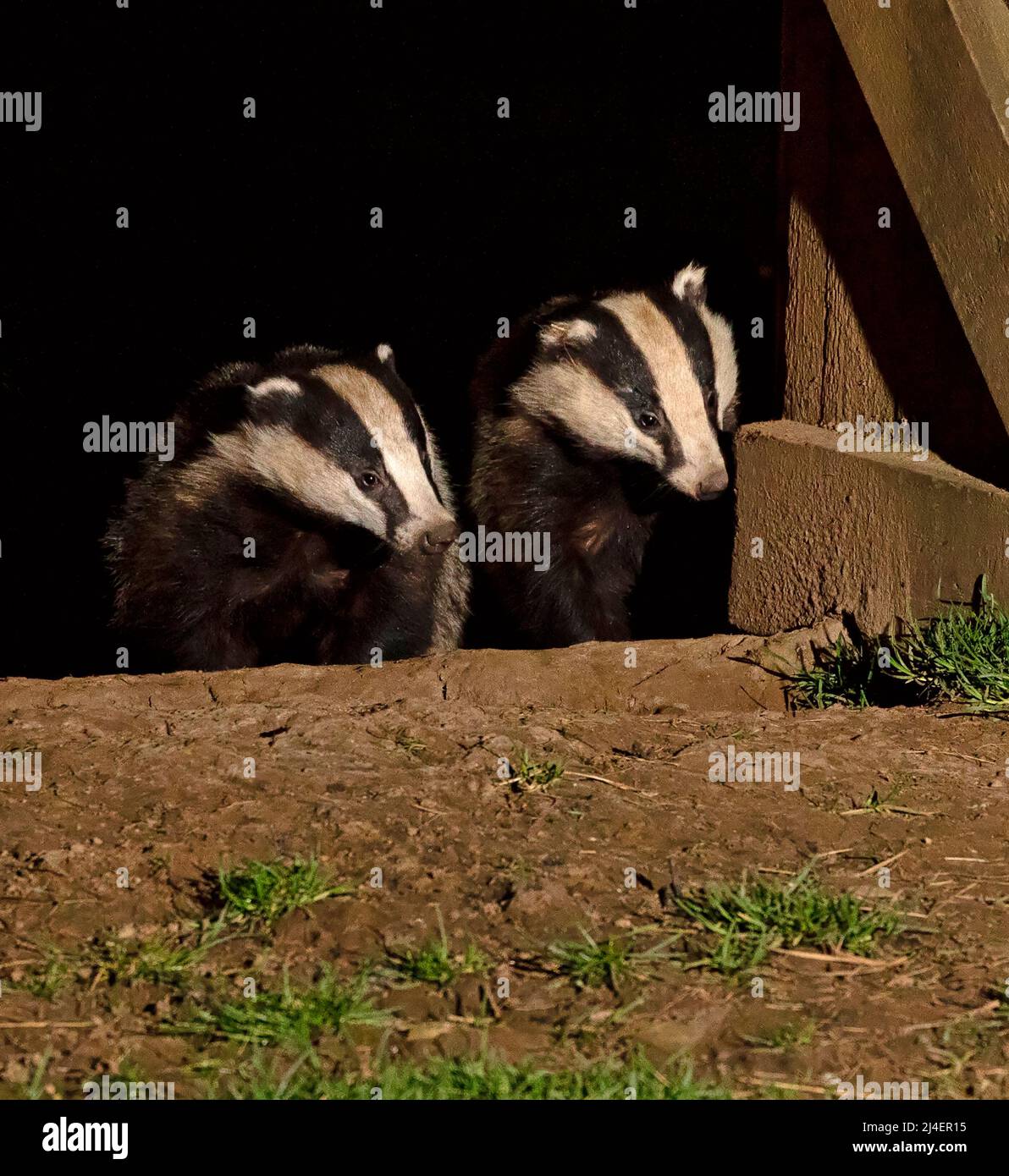 European Badger, Meles meles. A badger family, cete, has a nest, sett, inside an abandoned barn in Wensleydale, Yorkshire Dales National Park. Two bad Stock Photo