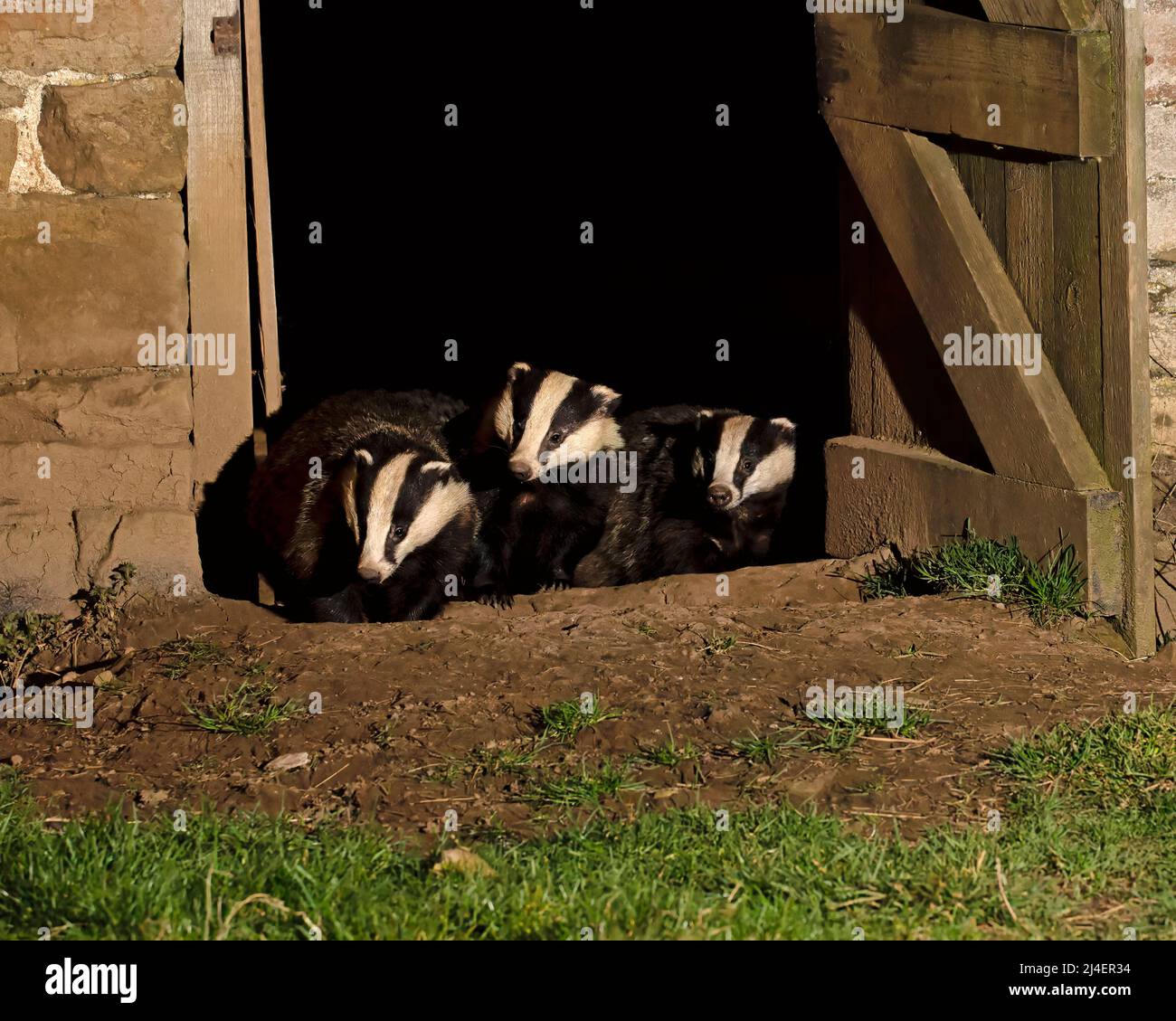 European Badger, Meles meles. A badger family, cete, has a nest, sett, inside an abandoned barn in Wensleydale, Yorkshire Dales National Park. Three b Stock Photo