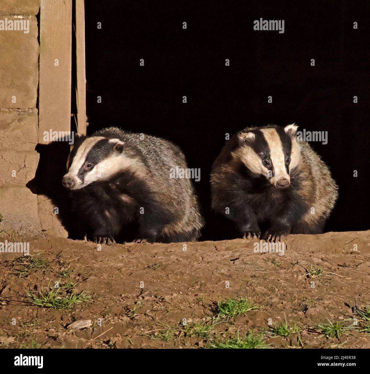 European Badger, Meles meles. A badger family, cete, has a nest, sett, inside an abandoned barn in Wensleydale, Yorkshire Dales National Park. Two bad Stock Photo