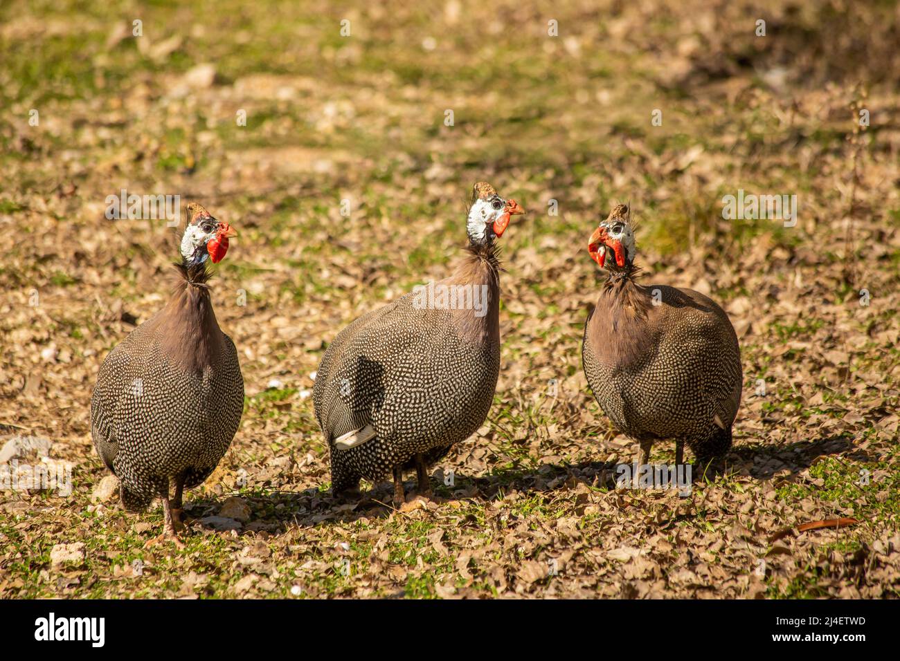 (Numididae) It is the subfamily of the Pheasant (Phasianidae) family ...