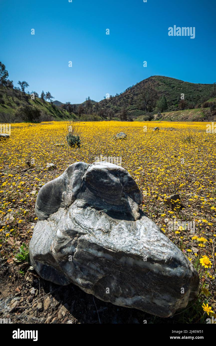 A rock in a field of wild flowers in spring at Henry Coe State Park CA Stock Photo
