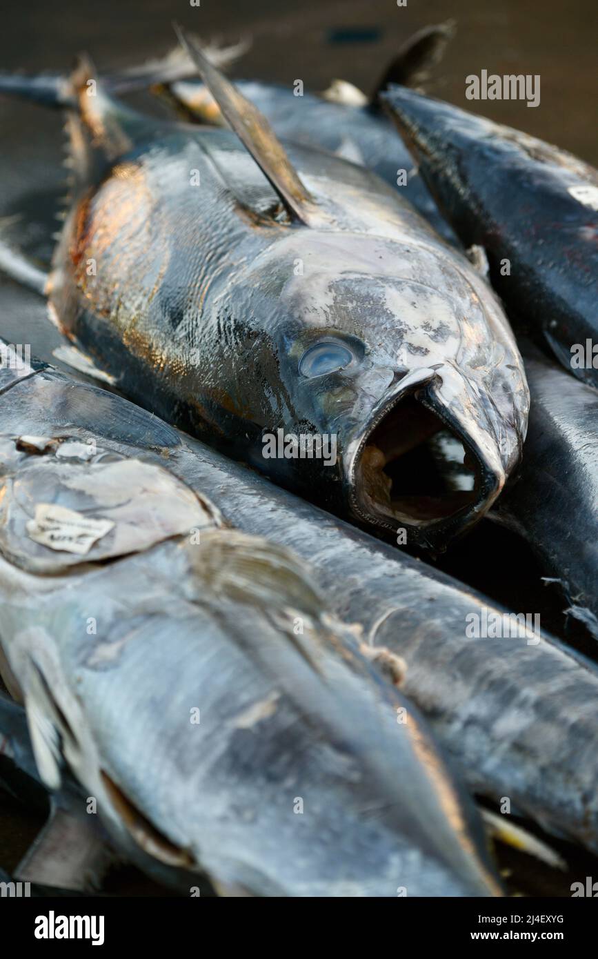 Pile of large tuna fish caught in Pacific Ocean by sports fisherman