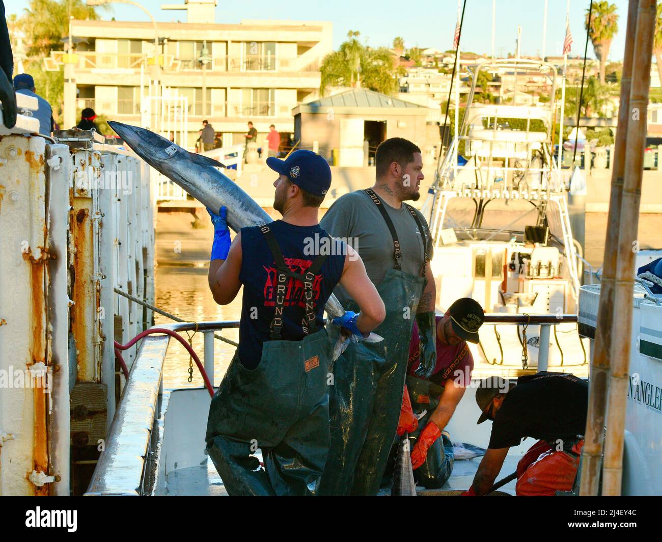 Huge tuna or California Yellowtail fish being unloaded from a charter