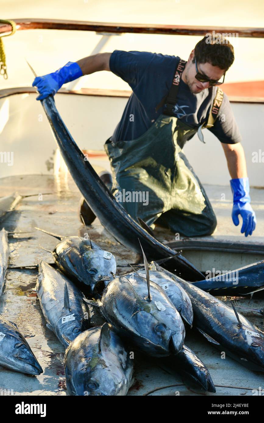 Huge tuna or California Yellowtail fish being unloaded from a