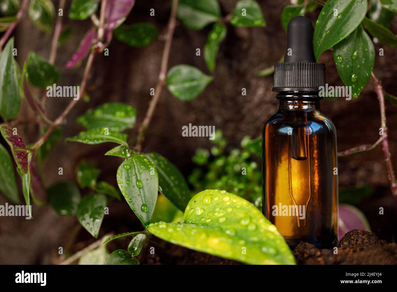 Amber bottle with acraplaque on nature background, alternative medicine, herbalism Stock Photo