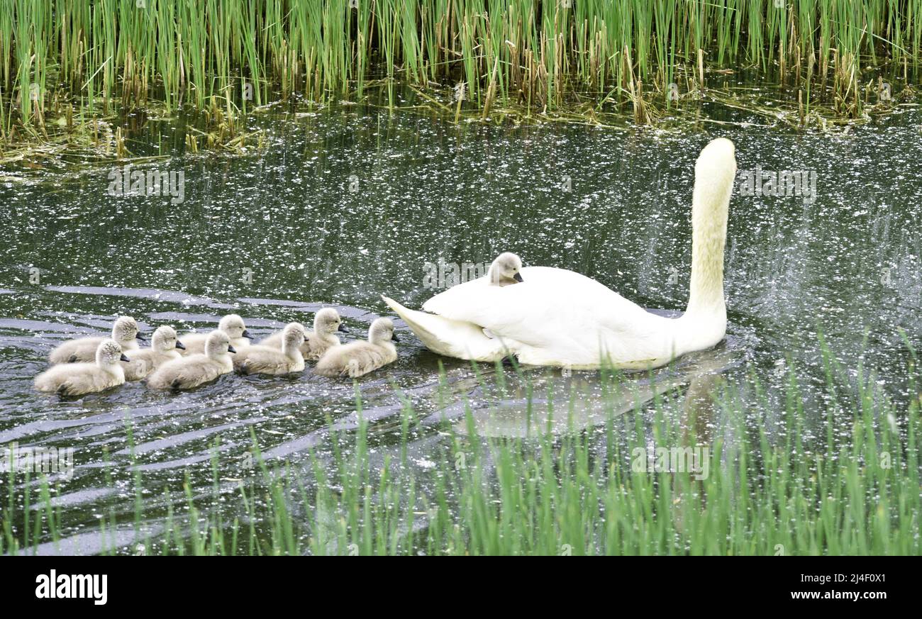 ZHENGZHOU, CHINA - APRIL 14, 2022 - Nine fluffy and cute swan babies swim with their mother at the fifth day of their life in Zhengzhou, Henan Provinc Stock Photo