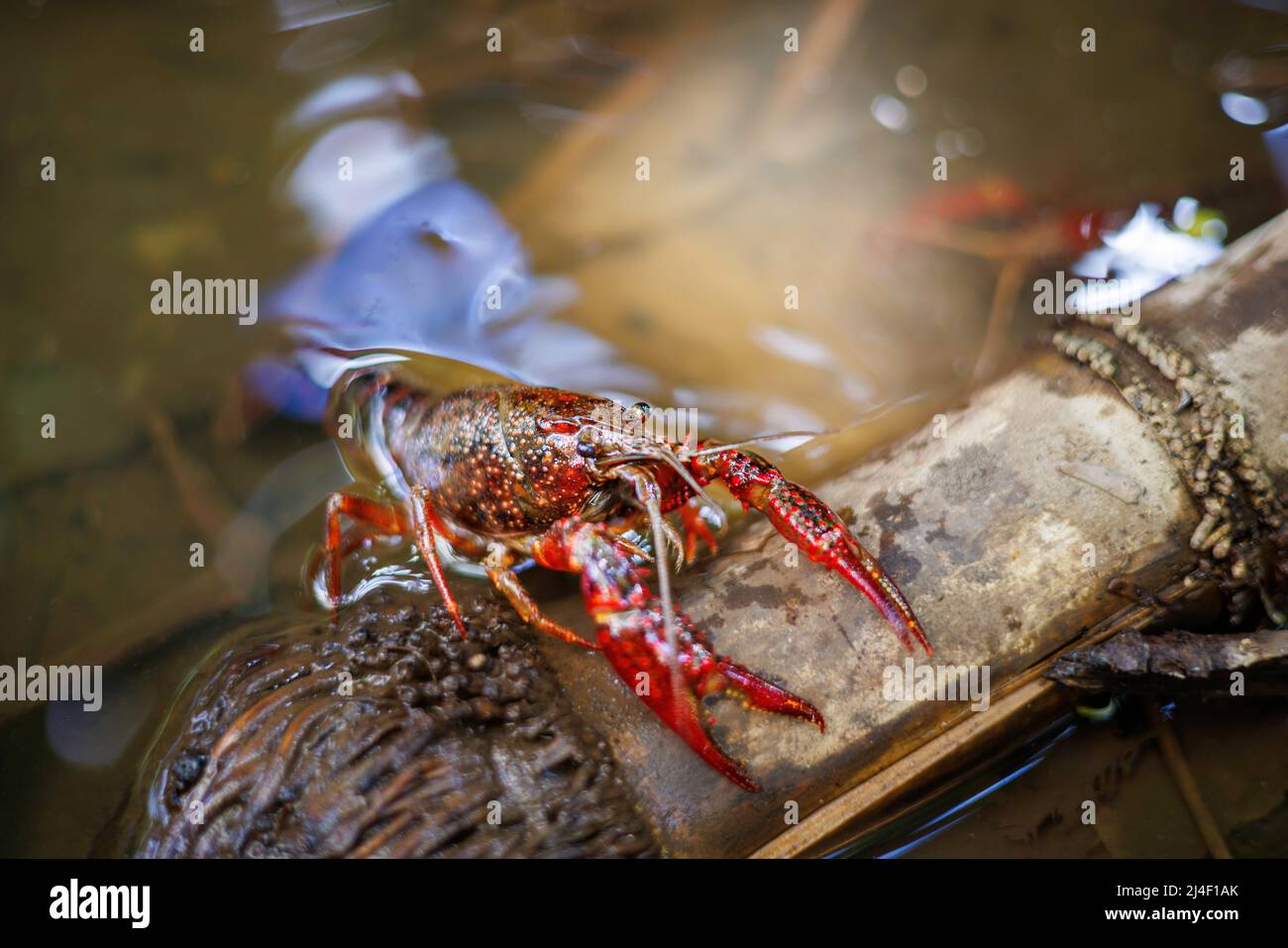 This red swamp crayfish, procambarus clarkii, was photographed at the edge of a fresh water stream on the island of Maui, Hawaii, where it is an invas Stock Photo