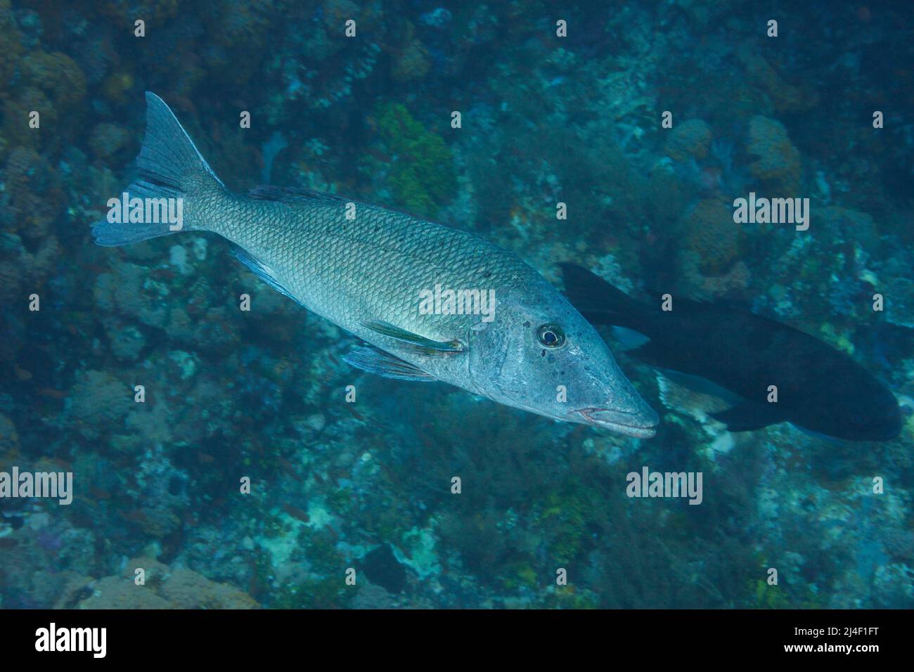 The longface emperor, Lethrinus olivaceus, is the largest species in this family, Indonesia. Stock Photo