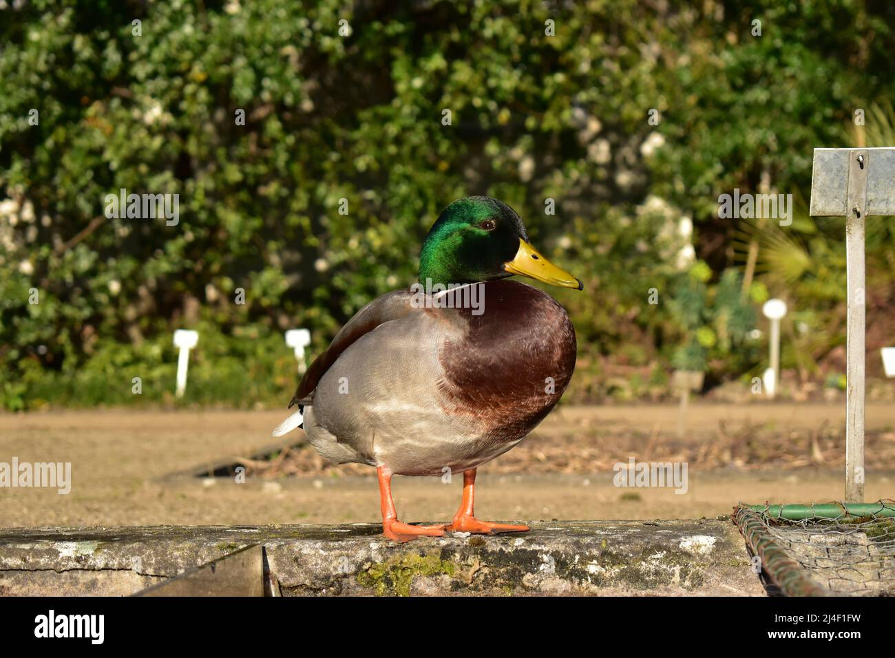Stockente, Erpel, Ente, Wasservogel, Frühling, Bürzel, Entenbürzel, Enten, Stockenten, Vögel, Ornithologie, Entenpaar Stock Photo
