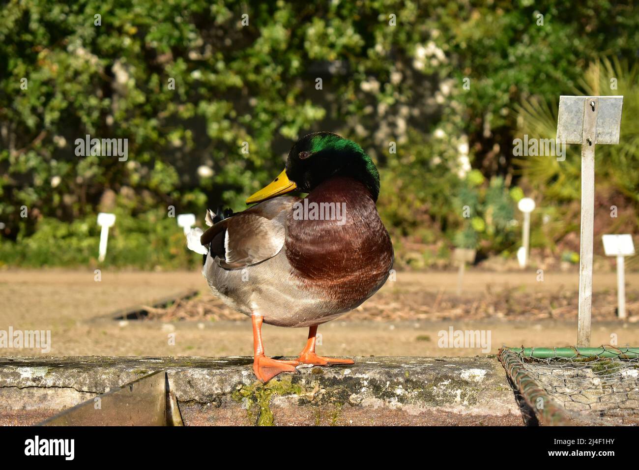Stockente, Erpel, Ente, Wasservogel, Frühling, Bürzel, Entenbürzel, Enten, Stockenten, Vögel, Ornithologie, Entenpaar Stock Photo