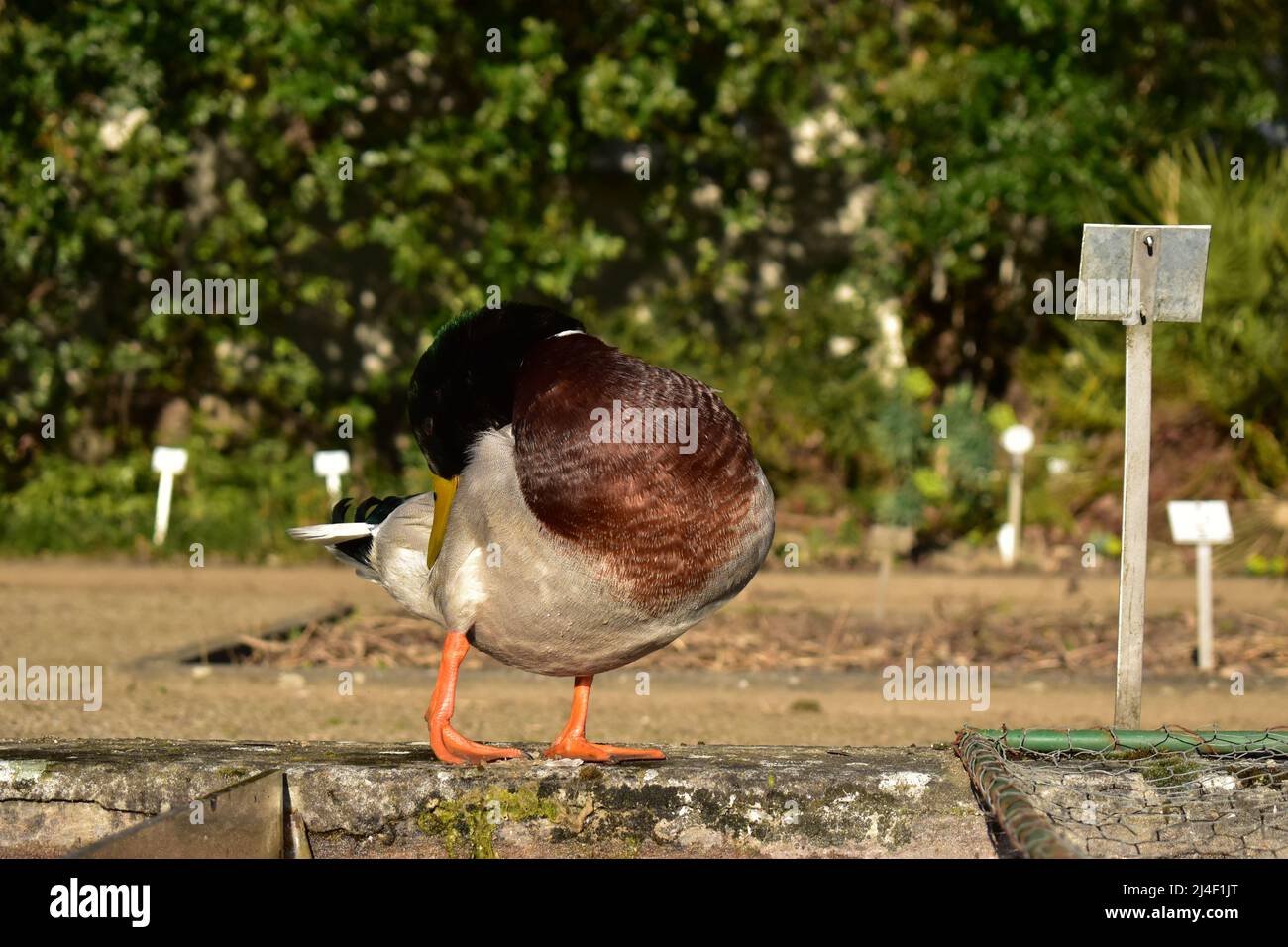 Stockente, Erpel, Ente, Wasservogel, Frühling, Bürzel, Entenbürzel, Enten, Stockenten, Vögel, Ornithologie, Entenpaar Stock Photo