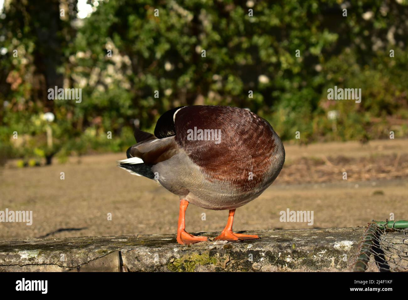 Stockente, Erpel, Ente, Wasservogel, Frühling, Bürzel, Entenbürzel, Enten, Stockenten, Vögel, Ornithologie, Entenpaar Stock Photo