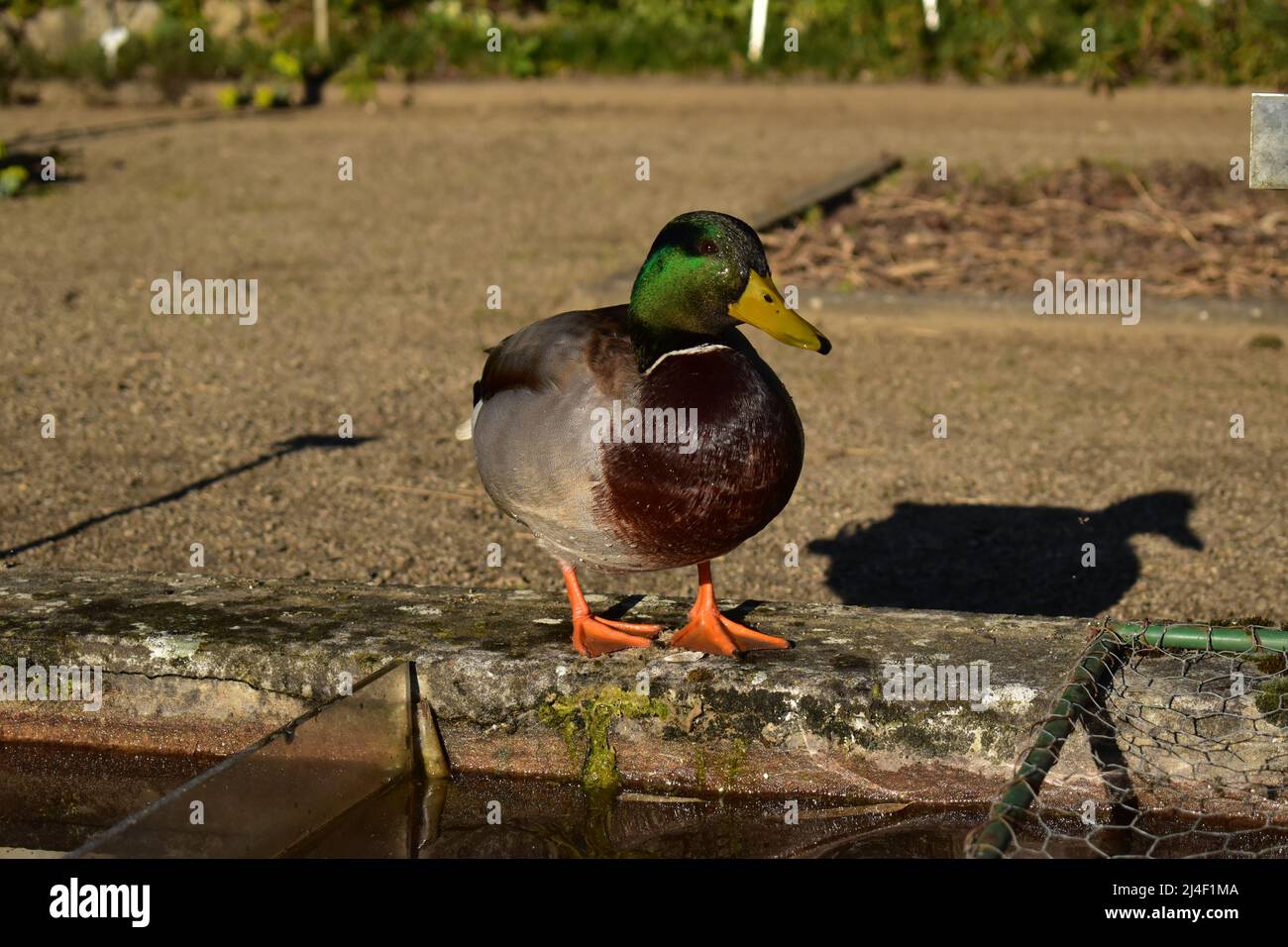 Stockente, Erpel, Ente, Wasservogel, Frühling, Bürzel, Entenbürzel, Enten, Stockenten, Vögel, Ornithologie, Entenpaar Stock Photo