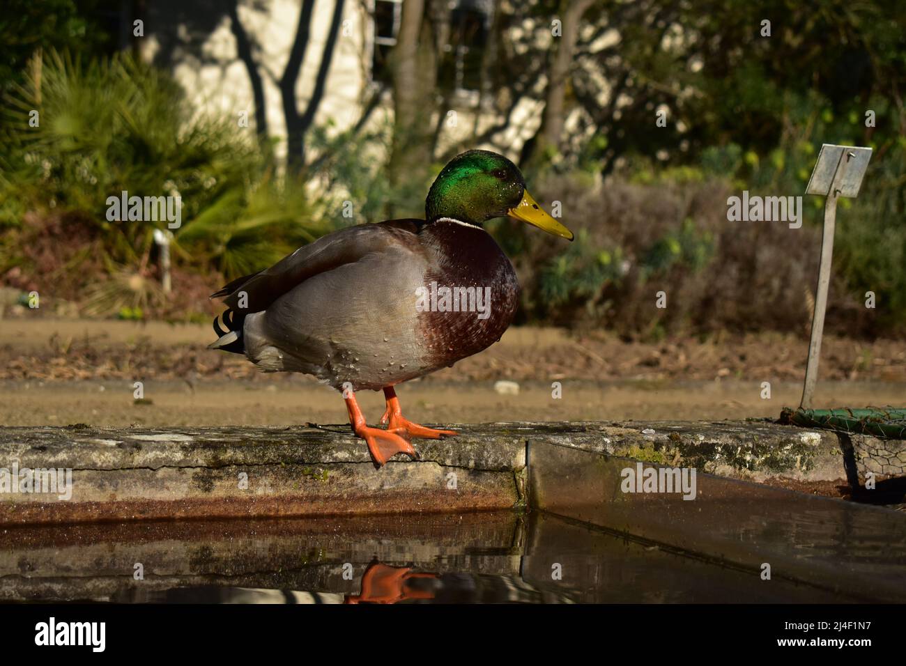 Stockente, Erpel, Ente, Wasservogel, Frühling, Bürzel, Entenbürzel, Enten, Stockenten, Vögel, Ornithologie, Entenpaar Stock Photo