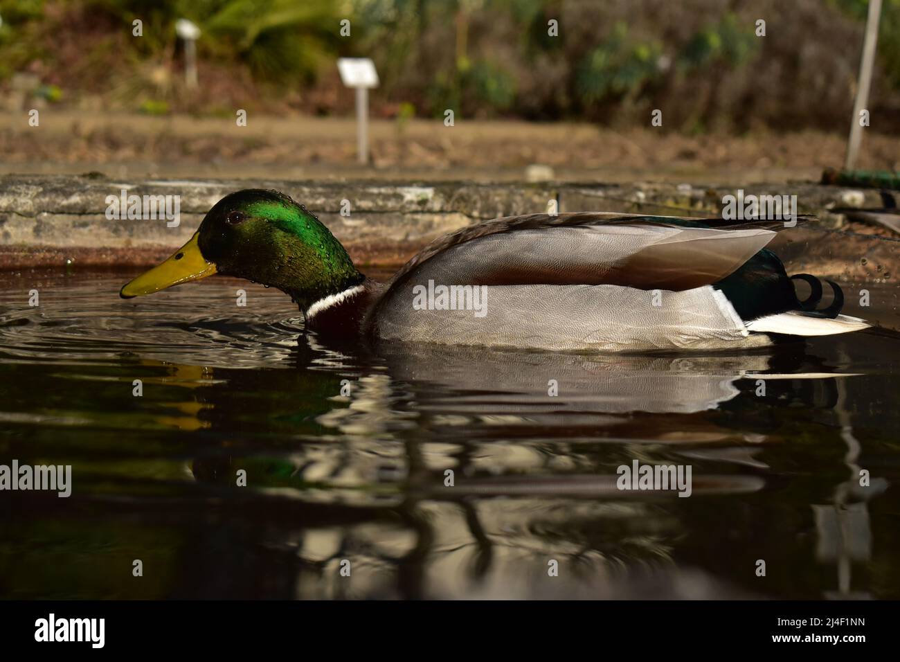Stockente, Erpel, Ente, Wasservogel, Frühling, Bürzel, Entenbürzel, Enten, Stockenten, Ornithologie, gründeln, Schwänzchen in die Höh', dabbling duck Stock Photo