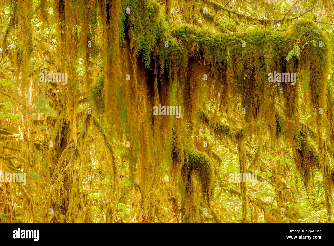 Moses moss hi-res stock photography and images - Alamy