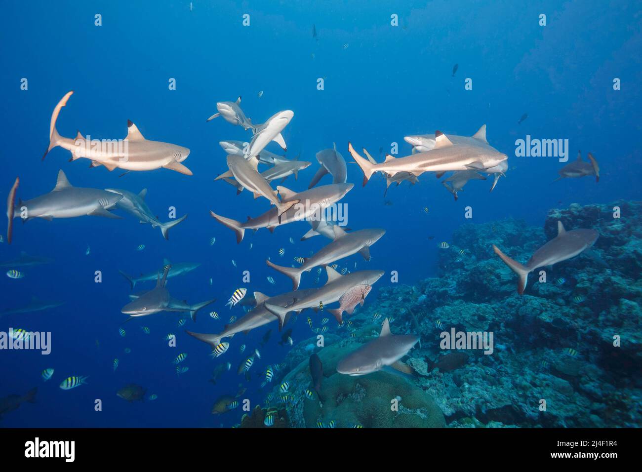 Blacktip reef sharks, carcharhinus melanopterus, and grey reef sharks, Carcharhinus amblyrhynchos, off the island of Yap, Micronesia. Stock Photo