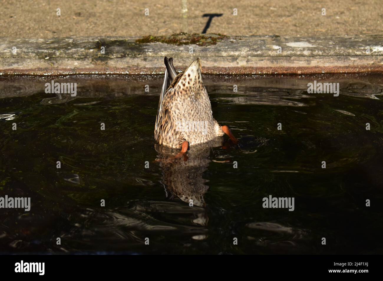 Stockente, Erpel, Ente, Wasservogel, Frühling, Bürzel, Entenbürzel, Enten, Stockenten, Ornithologie, gründeln, Schwänzchen in die Höh', dabbling duck Stock Photo